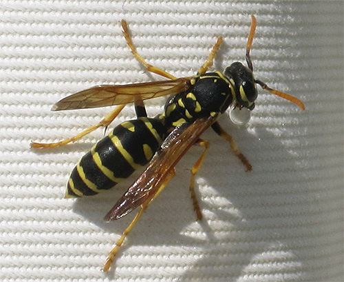 La foto mostra una vespa di carta.