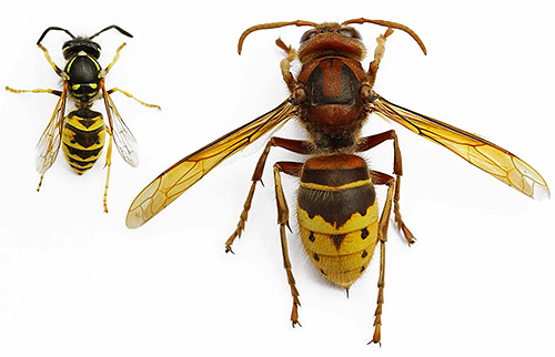 La principale differenza tra un calabrone e una vespa è la sua grande dimensione.
