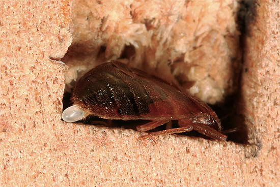 حتى حشرة أنثى بالغة تم إحضارها من رحلة يمكن أن تصبح مؤسسًا لمجموعة كاملة من الطفيليات في المنزل.