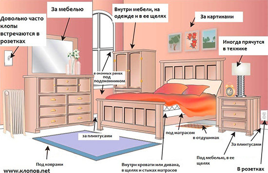 Na obrázku jsou místa, kde se štěnice v domě nejčastěji ukrývají.