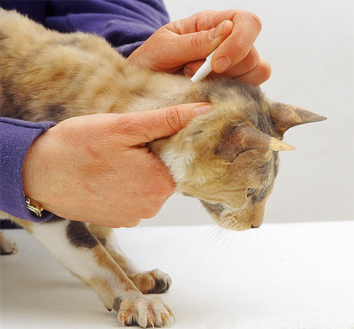 실내에서 벼룩을 없애기 시작하면 애완 동물을 장기간 작용제로 치료해야 합니다.