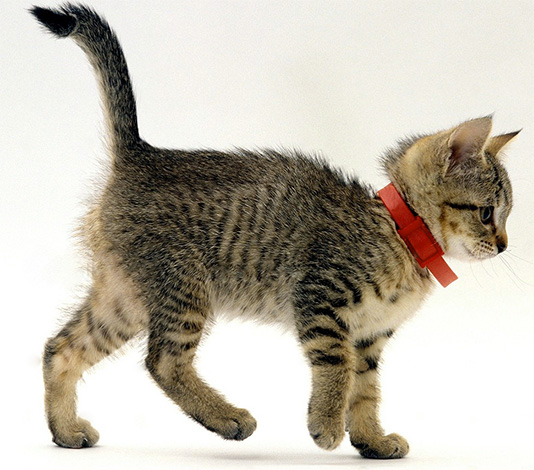 Bij het lopen op een huisdier is het handig om een ​​vlooienband te dragen.