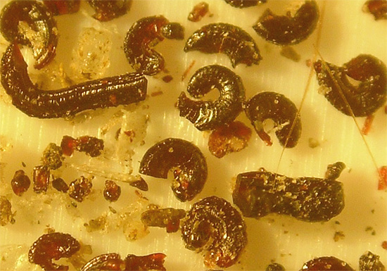 Fotoğraf pire larvalarını ve dışkısını gösterir.