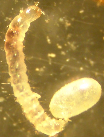 Telur kutu yang hidup selepas diproses akan menetas menjadi larva selepas beberapa lama.