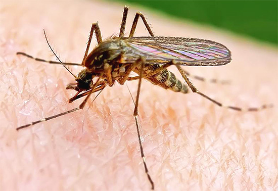 Ofta köps insektsutrotare för att bli av med myggor i huset.