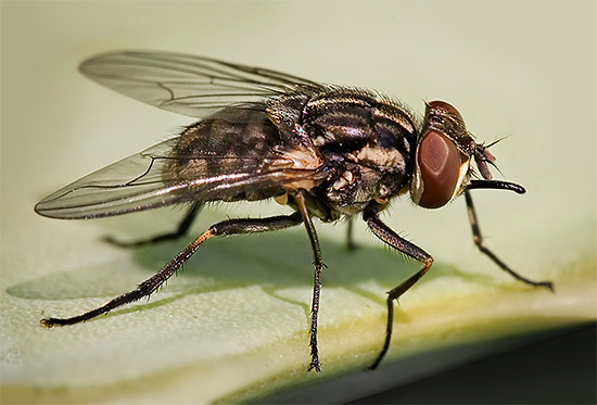 سوف يتعامل مبيد الحشرات الجيد بسهولة مع ، على سبيل المثال ، الذباب الذي يطير عن طريق الخطأ إلى المنزل.