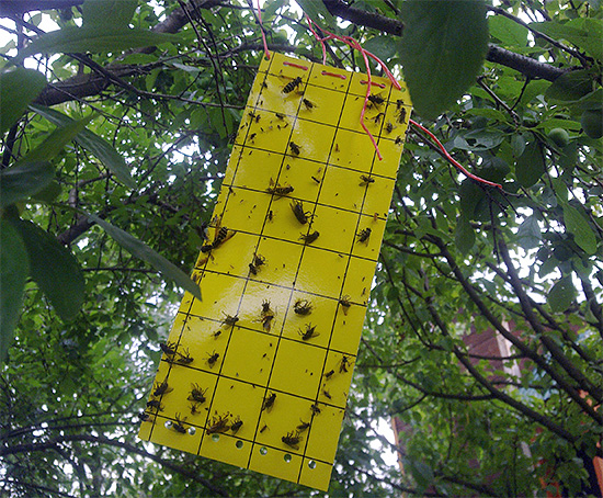 De foto toont een voorbeeld van een vangplaat voor vliegende insecten.