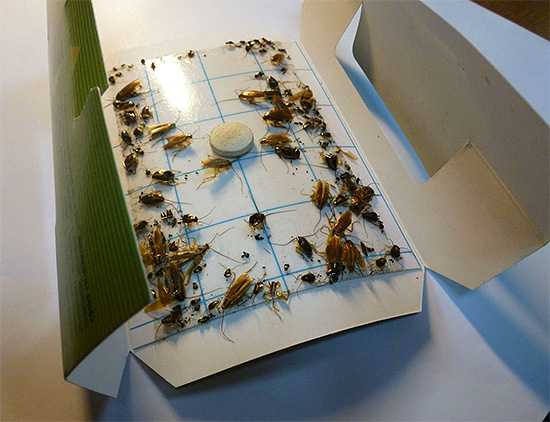 Fotoğraf, hamamböceği için bir tutkal tuzağı örneğini göstermektedir.