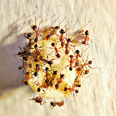 لمكافحة النمل المنزلي ، لن تعمل مبيدات المصباح الكهربائي.