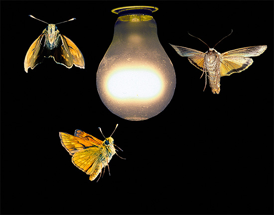 في الظلام ، تميل العديد من الحشرات إلى مصدر الضوء.