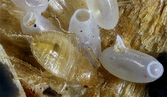 De larven van bedwantsen komen meestal na een paar weken uit de eieren.
