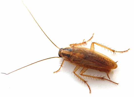 Het medicijn is ook effectief tegen kakkerlakken, waardoor je hun populatie in het appartement volledig kunt vernietigen, zelfs in gevallen waarin andere middelen niet werken.