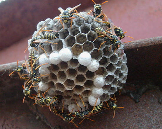Molteplici punture di vespa non sono rare e spesso si verificano quando si cerca di sbarazzarsi di un nido di questi insetti.