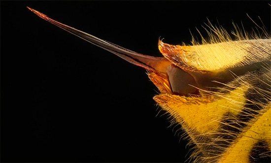 Yüksek büyütmede bir yaban arısı sokmasının fotoğrafı