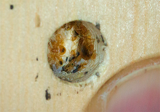 De foto toont een nest bedwantsen in meubels - eieren en larven van parasieten zijn zichtbaar.
