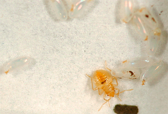 Böcek larvaları, örneğin, birkaç ay sonra bile hayatta kalan yumurtalardan ortaya çıkmadıysa, sanitasyonun etkili olduğu kabul edilir.