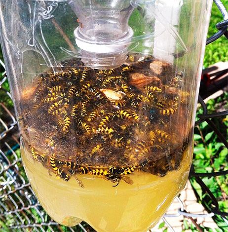 Bức ảnh cho thấy một ví dụ về một cái bẫy chứa đầy ong bắp cày chết.