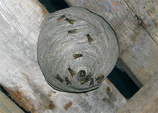 Bức ảnh chụp một tổ ong bắp cày nằm trên gác mái của một ngôi nhà gỗ.