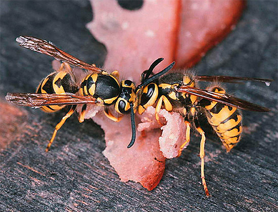 Những con ong bắp cày sẽ đưa mồi độc về tổ của chúng và nuôi ấu trùng và tử cung cùng với nó.