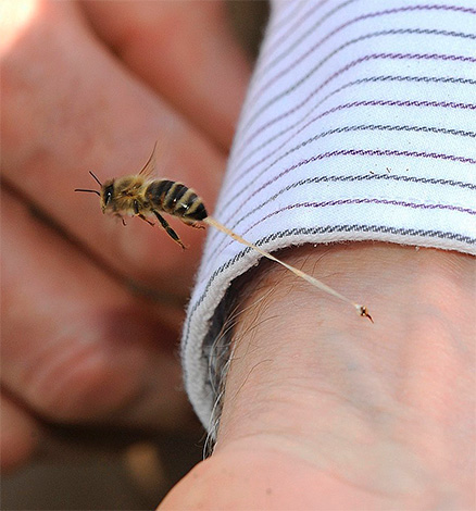Không giống như ong bắp cày và ong bắp cày, khi bị cắn, ong sẽ để lại ngòi của mình trên da của nạn nhân (cùng với một phần của các cơ quan nội tạng).