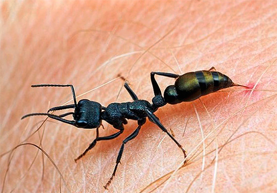 Vết đốt của kiến ​​đạn được coi là một trong những vết đốt gây đau đớn nhất trong số các loài côn trùng.