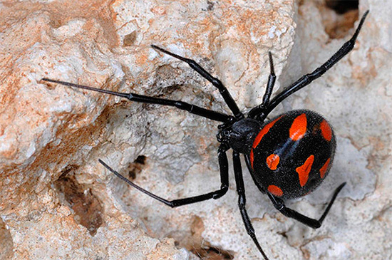 Gigitan labah-labah beracun karakurt boleh membawa maut kepada manusia ...