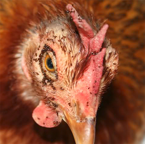 Gigitan besar-besaran bongkah ayam boleh menyebabkan kematian burung.