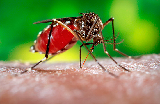 Dalam amalan, beberapa peranti universal tidak dapat menghalau nyamuk ...