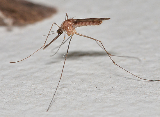 Ultrazvuk stvarno može uplašiti komarce, jer ga ti insekti koriste za komunikaciju.