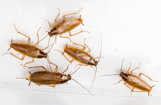 Maar kakkerlakken zijn over het algemeen onverschillig voor ultrageluid met een laag vermogen.