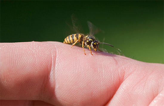 Să încercăm să ne dăm seama ce este veninul de viespe, cum afectează corpul uman și dacă poate oferi măcar un anumit beneficiu pentru sănătate.
