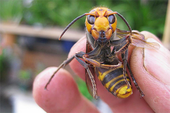 Gigitan lebah Jepun yang besar dianggap berbahaya walaupun untuk orang yang sihat yang tidak terdedah kepada alahan serangga.