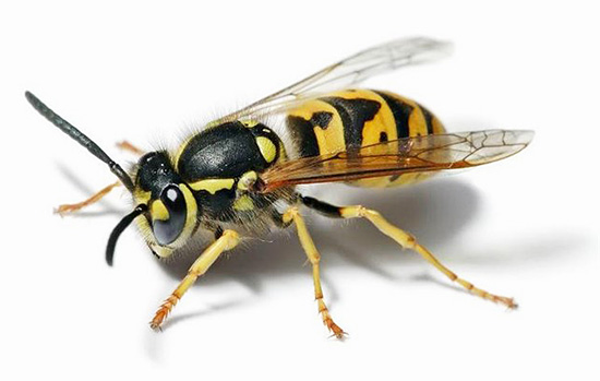 Het is mogelijk dat wespen in de toekomst nuttig kunnen zijn bij de behandeling van kankergezwellen...