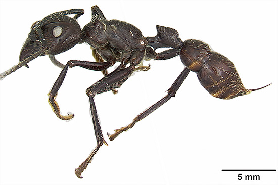 De Zuid-Amerikaanse mier Paraponera clavata - zijn steken worden beschouwd als een van de meest pijnlijke onder insecten in het algemeen.