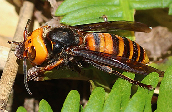 Hornet Vespa Mandalina