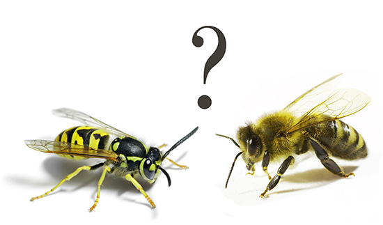 Působení vosího jedu je v mnoha ohledech podobné včelímu jedu, a to natolik, že není vždy jasné, který hmyz bodl...