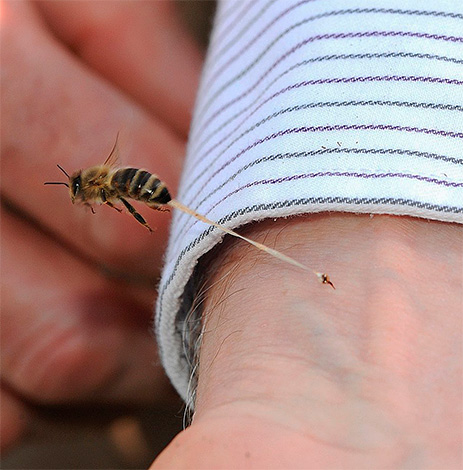 Ubod pčela smatra se korisnim za zdravlje, ali iz nekog razloga nitko se ne pokušava liječiti osinjim otrovom.