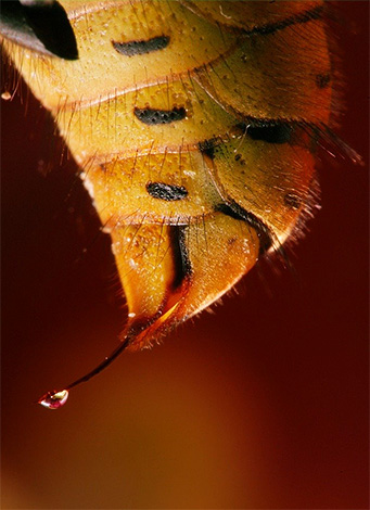 Fotografia arată o picătură de otravă pe vârful înțepătului unei viespi.