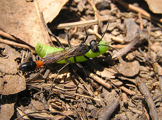 La vespa stradale ha un corpo molto snello e allungato, che la aiuta a arrampicarsi anche in buche strette del terreno.