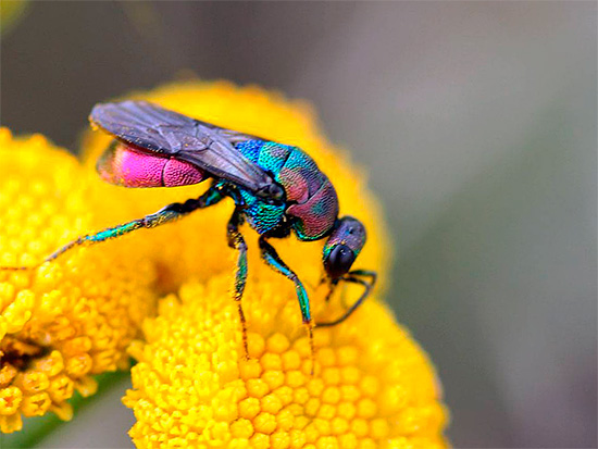 Bu fotoğraf, yaban arılarının çok parlak renklerini iyi gösteriyor.