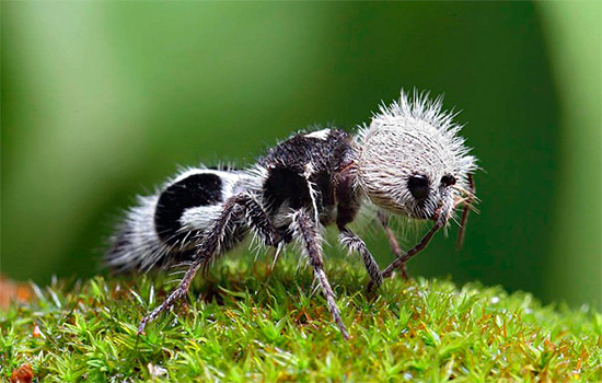 Această insectă, care arată ca o furnică de catifea, este de fapt o viespe germană.