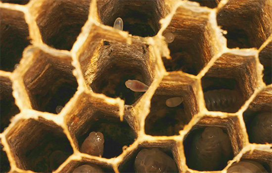 Le uova di vespa sono visibili nei favi del nido.