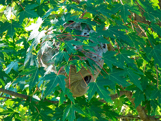 Hornet nest op een boom