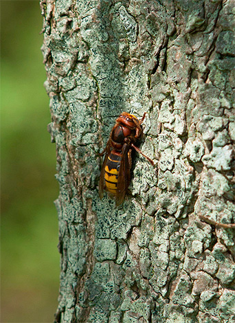En deze foto toont een gewone hoornaar.