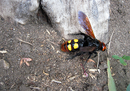 Fotoğrafta - dev bir yaban arısı skolia