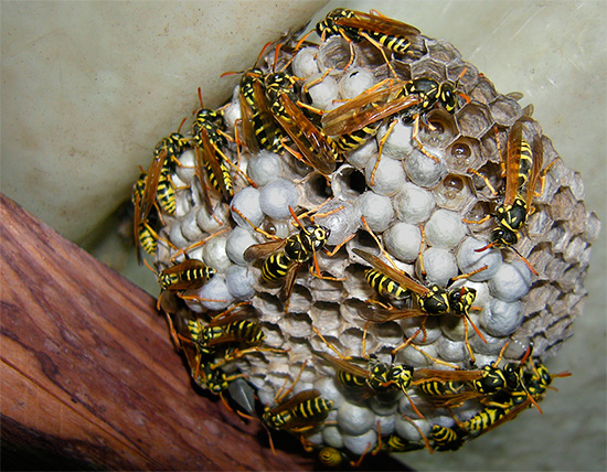 Larvy tohoto hmyzu jsou jasně viditelné v samostatných buňkách vosího hnízda.