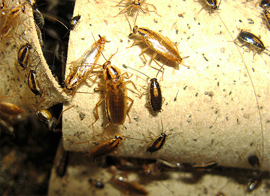 Du måste börja döda kackerlackor så fort de syns inomhus, men vi får se hur man gör det korrekt och effektivt...