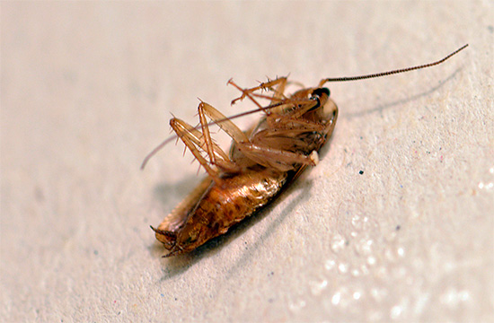 젤로 바퀴벌레를 빨리 죽이는 것은 불가능하지만 점차적으로 곤충을 파괴하는 데 적합합니다.