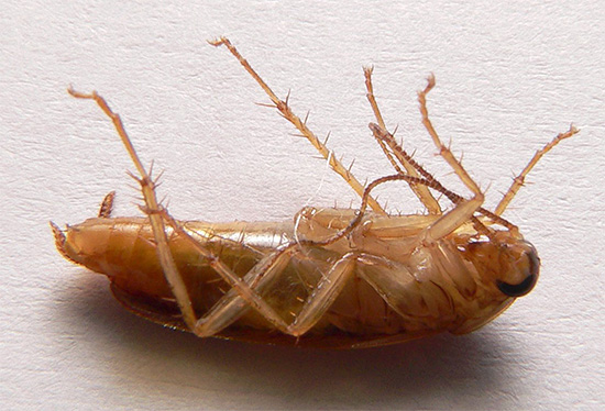 Çoğu zaman, ne Dichlorvos ne de borik asitli zehirli yemlerin hamamböceğinden kurtulamadığı durumlar vardır.