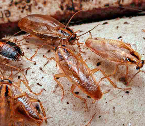 Κατά τη θανάτωση των κατσαρίδων, πρέπει να δίνεται ιδιαίτερη προσοχή στα σημεία όπου μπορούν να συσσωρεύονται τα έντομα και στους τρόπους με τους οποίους κινούνται.
